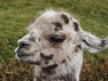 Alpacas on the altiplano bolivia south america eat grassの写真素材
