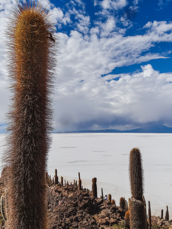 Isla de pescadores salt lake salar de uyuni in boliviaの写真素材