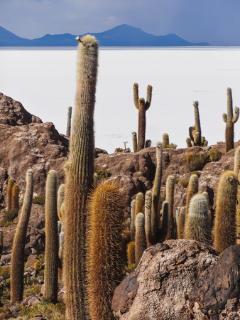 Isla de pescadores salt lake salar de uyuni in boliviaの写真素材