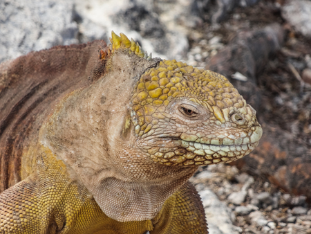Marine iguana on santiago island in galapagos national park ecuadorの写真素材