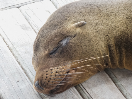 Portrait of a fur seal the galapagos islands ecuadorの写真素材