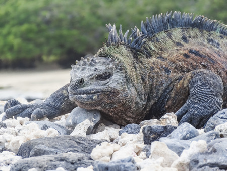 Marine iguana on santiago island in galapagos national park ecuadorの写真素材