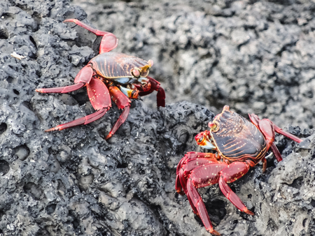 two sally lightfoot crabs sitting on stones on galapagos islands ecuadorの写真素材