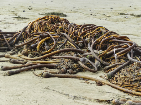 Close up look of dry seaweed on beach in victoria british columbia canadaの写真素材