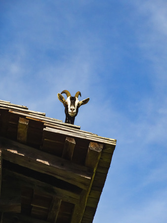goat looking from a roof in ballenberg swiss open air museumのeditorial素材