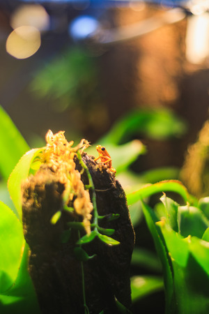 Closeup of a Golden Poison Arrow Frog in natural rainforest environmentの写真素材
