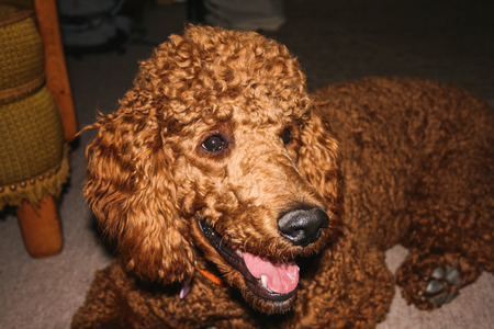 Portrait of a standard poodle laying on the floor switzerlandの写真素材