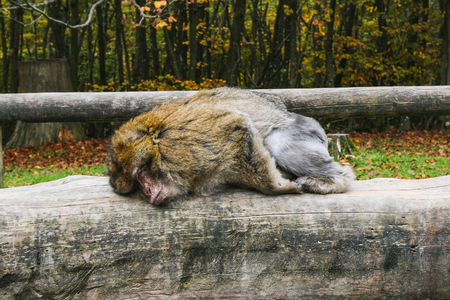 Ape sitting in Affenberg Monkey hill Salem Germany