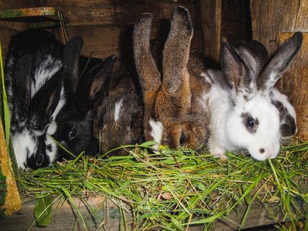 rabbits in different colors, sitting on dry grass, strawの写真素材