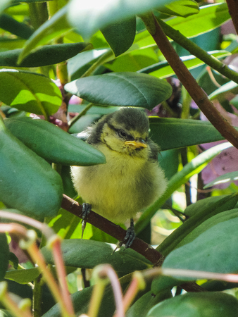 Closeup of a Blue tit bird sitting on a tree germanyの写真素材