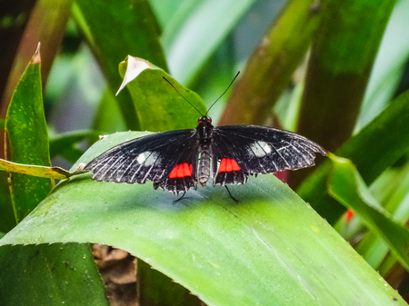 Closeup of a parides arcas butterfly on a leaf papiliorama