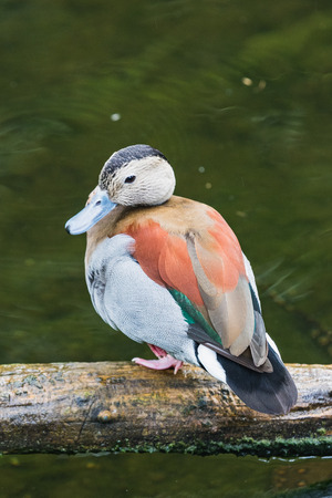 Portrait of a colorful cute ringed teal duck switzerlandの写真素材