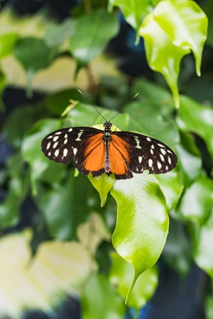 Closeup of a golden helicon butterfly on a green leaf switzerland