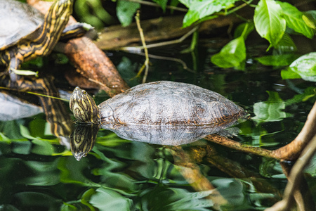 Closeup of a trachemys scripta yellow slider turtle at water switzerland