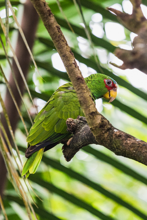 Closeup portrait of light green parrot on a tree switzerland
