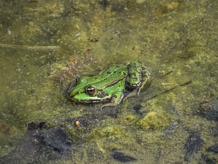 close up of a green edible frog or Common Water Frog on water in summerの写真素材
