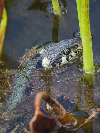 close up of a grass snake on pond with water in summer