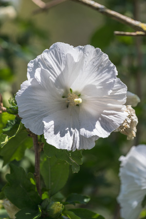 amazing White hibiscus flower on a green background switzerlandの写真素材