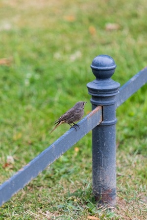 bird sitting on a blue barrier in the fuerst pueckler park in bad muskau germanyの写真素材