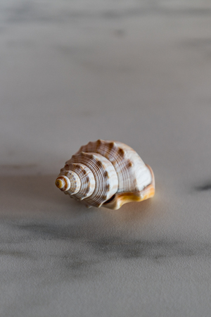 white empty spiral shell on a marble plate closeupの写真素材
