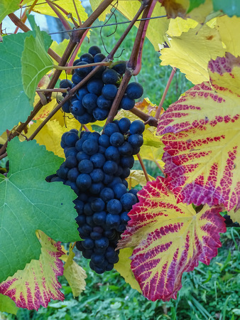 close up of blue Vine of grapes and colorful autumn leaves under the sun switzerlandの写真素材