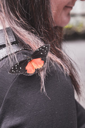 Woman looks to her shoulder where a butterfly is sitting, switzerlandの写真素材