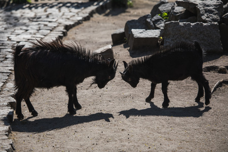 two young black goats fighting each other, germany