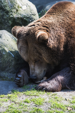 big brown grizzly bear lying in the sun, germanyの写真素材