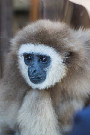 Portrait of a resting gibbon monkey behind glas, germanyの写真素材
