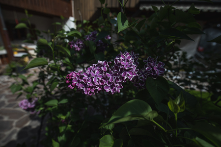 Detailed macro shot of purple lilac flower, summerの写真素材