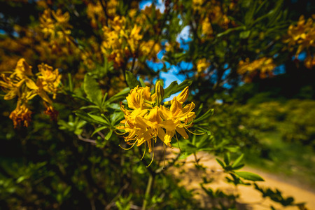 blooming season in the famous rhododendron park in kromlau, germanyの写真素材