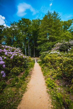 blooming season in the famous rhododendron park in kromlau, germanyの写真素材
