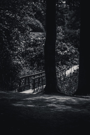 blooming season in the famous rhododendron park in kromlau, germanyの写真素材