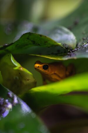 Detailed macro shot of a colorful poison dart frog in a terrarium, animal