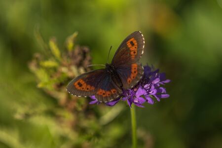 Detailed macro shot of an orange butterfly, resting on a flower, summerの写真素材
