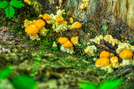 Detailed macro shot of yellow mushrooms with raindrops on a tree, summerの写真素材