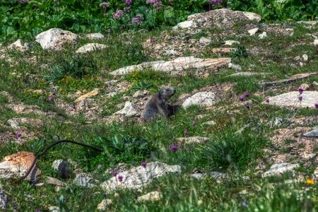 brown marmot takes a sunbath between swiss alps, switzerlandの写真素材