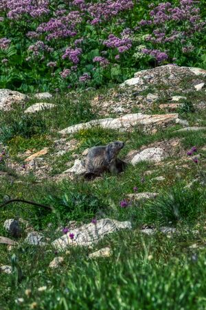 brown marmot takes a sunbath between swiss alps, switzerlandの写真素材