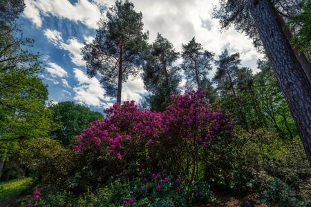 Azalea and Rhododendron Park in Kromlau, saxony, germanyの写真素材