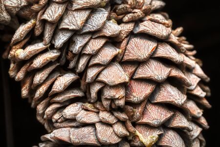 Amazing detailed macro of natural pinecone on blurred background, closeupの写真素材