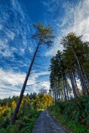 Hiking trail in the Swiss Alps with tall tree on a sunny day, blue skyの写真素材