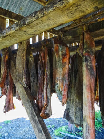 Specialty of iceland called hakarl fermented shark in open warehouseのeditorial素材