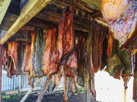 Specialty of iceland called hakarl fermented shark in open warehouseのeditorial素材