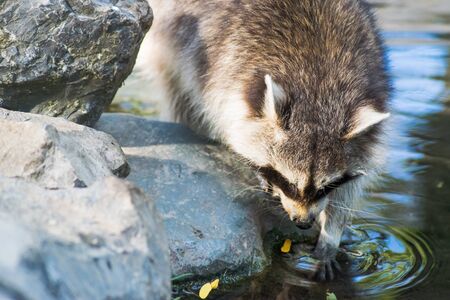 Some raccoons play outside at the riverの写真素材