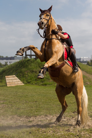 Voorhout, The Netherlands - June 15, 2014 - Bucking horse with a rider at a cross event, photo taken june 15th, 2014のeditorial素材