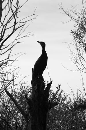 Silhouette of a stork sitting in a treeの写真素材