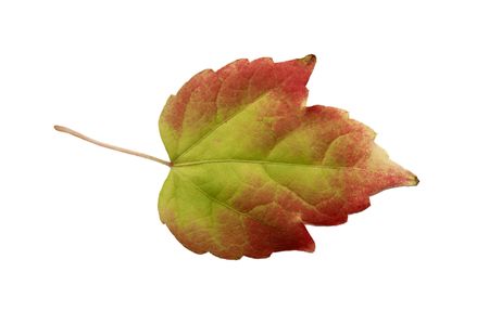 An autumnal leaf against a white background.