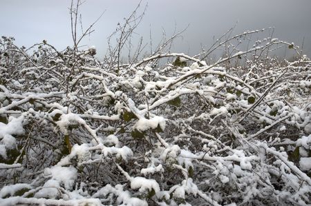 A bush covered in fresh snow with a dark skyの写真素材