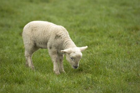 Spring  Lambs in a field in the UKの写真素材