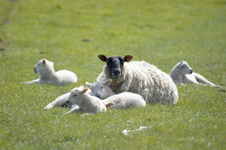 A sheep with  new born lambs in a field in the UKの写真素材